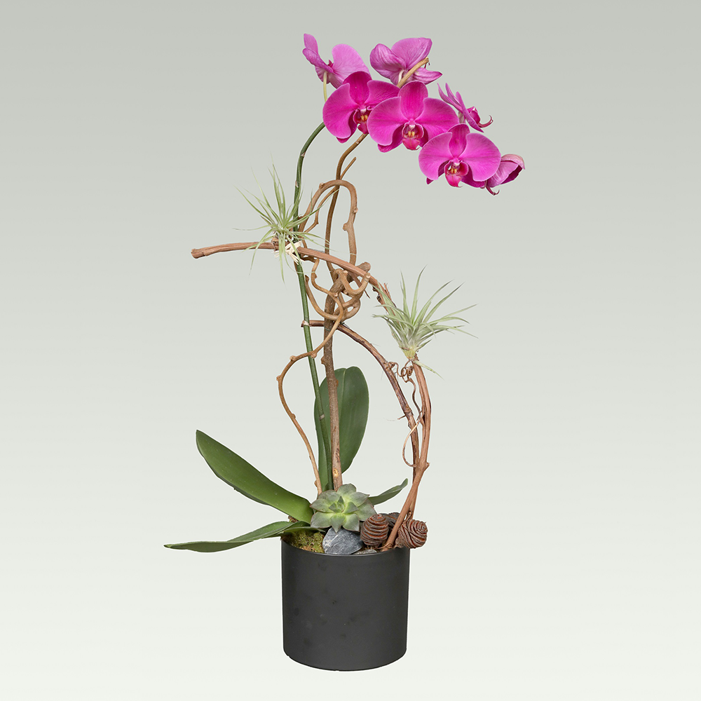 FLORA