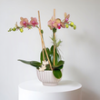 Load image into Gallery viewer, Rosina
