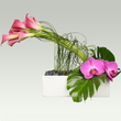 Load image into Gallery viewer, Musetta
